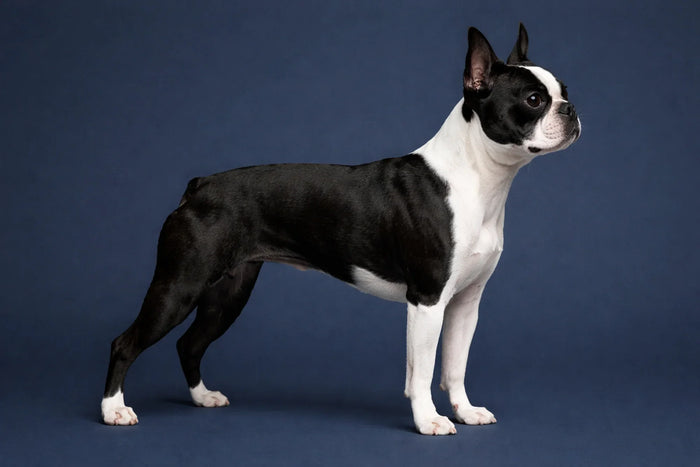 Boston Terrier