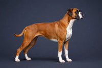 Boxer