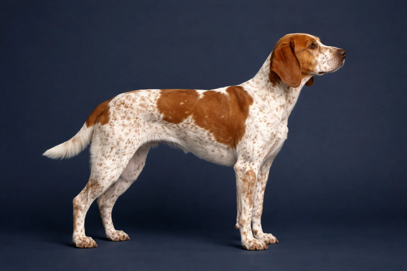 Braque Francais Pyrenean side profile shot against a navy background