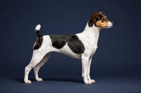Brazilian Terrier