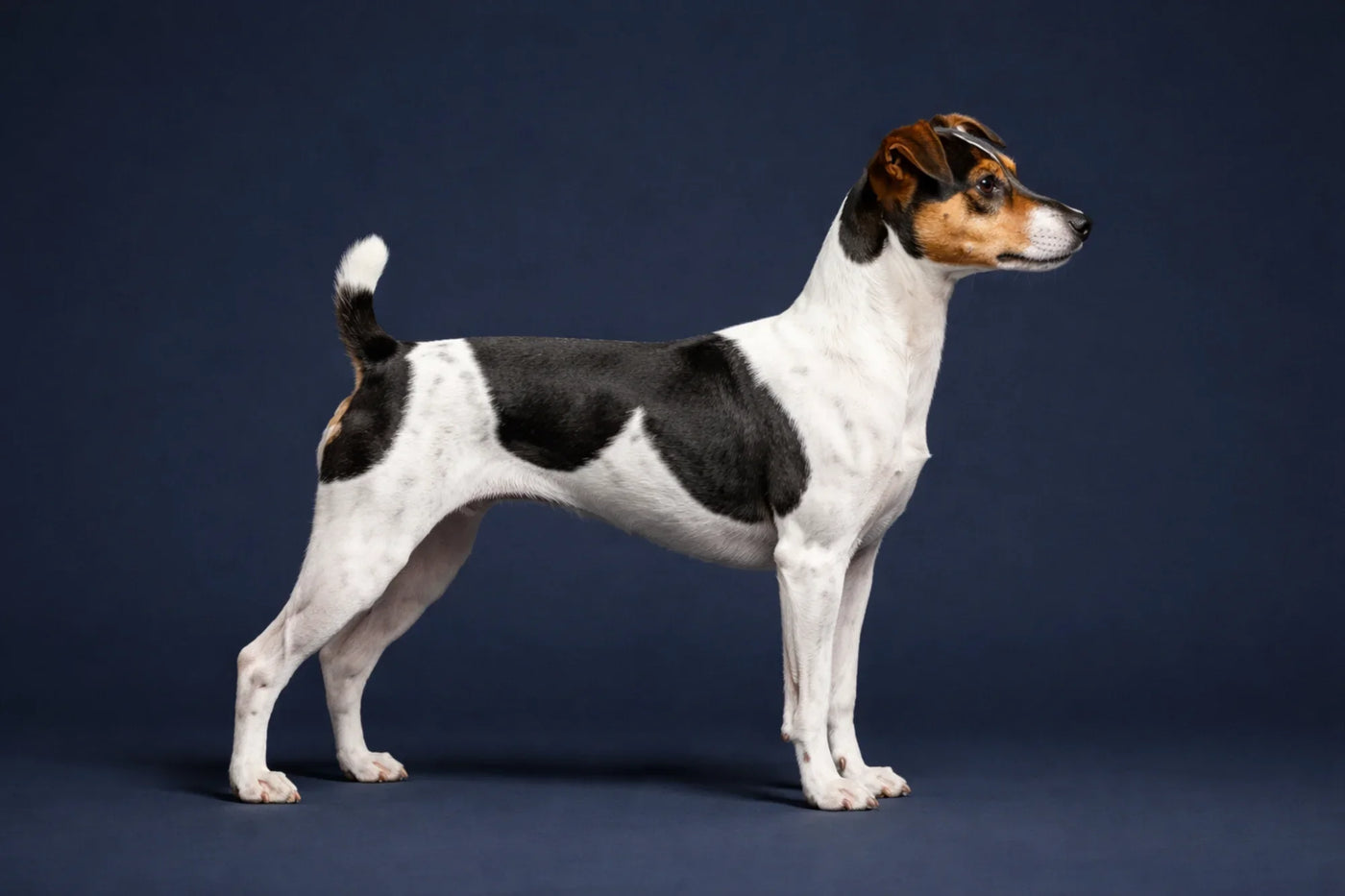 Brazilian Terrier side profile shot against a navy background