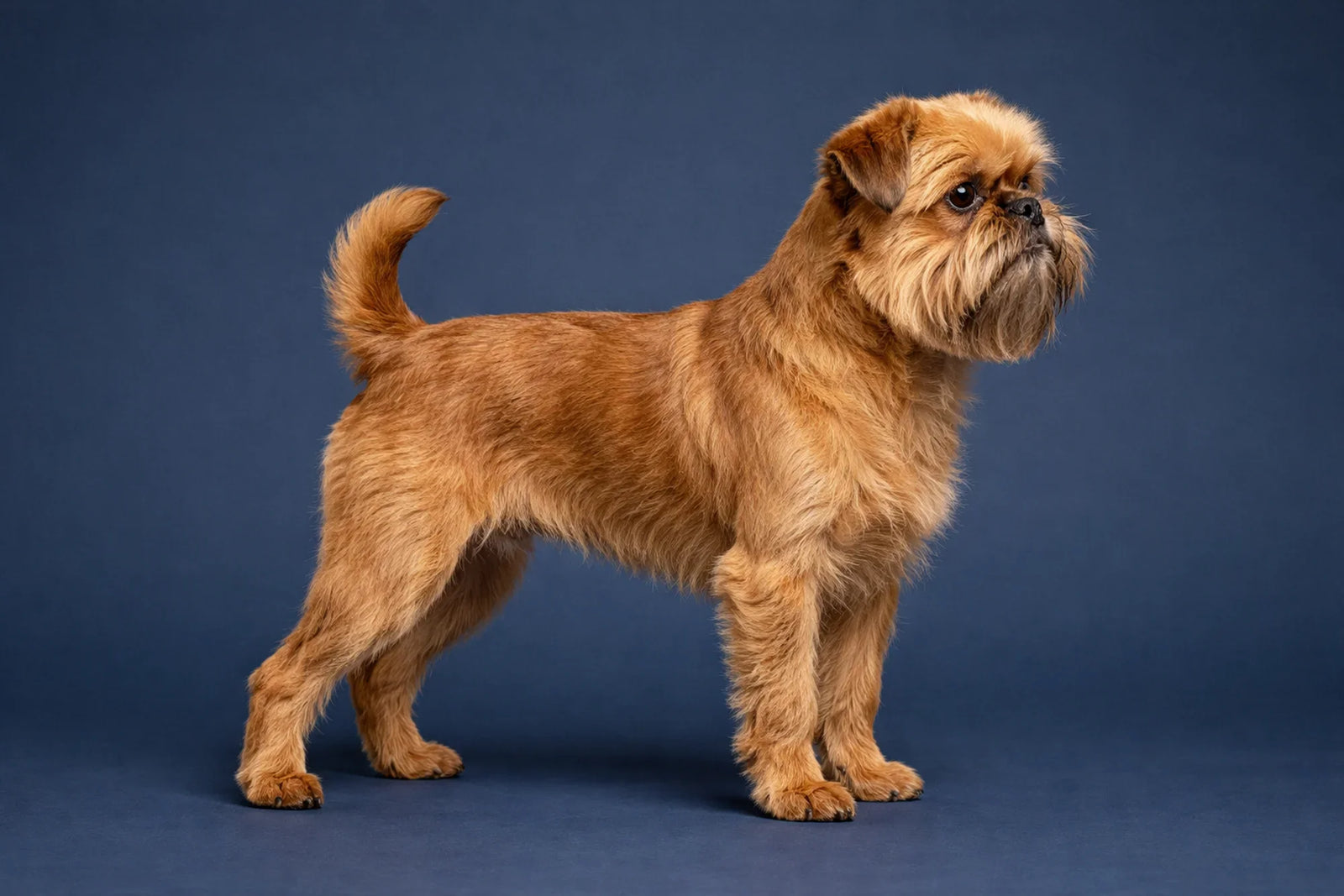 Brussels Griffon