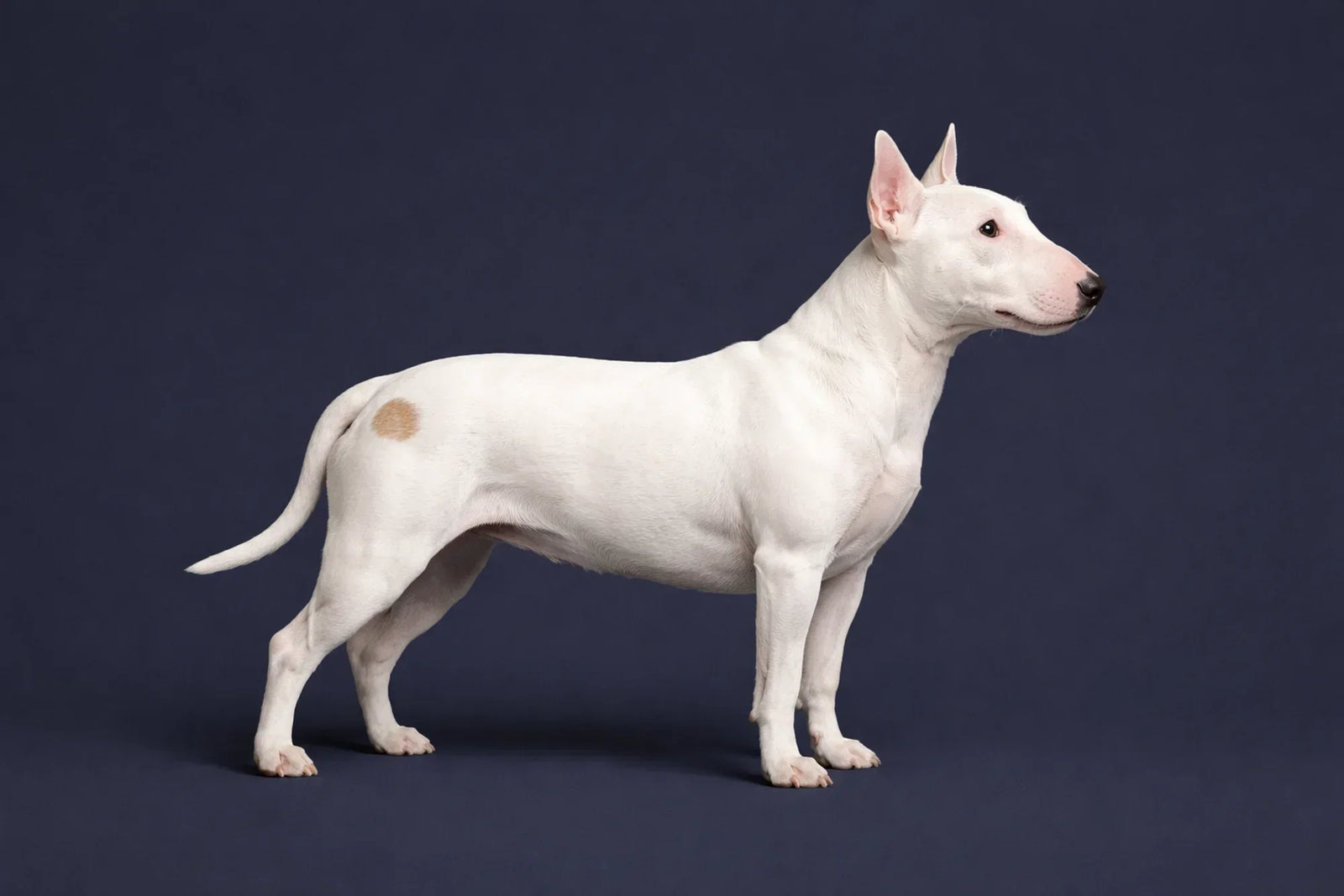 Bull Terrier