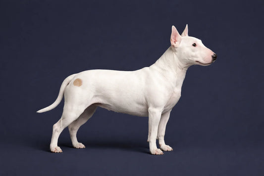 Bull Terrier