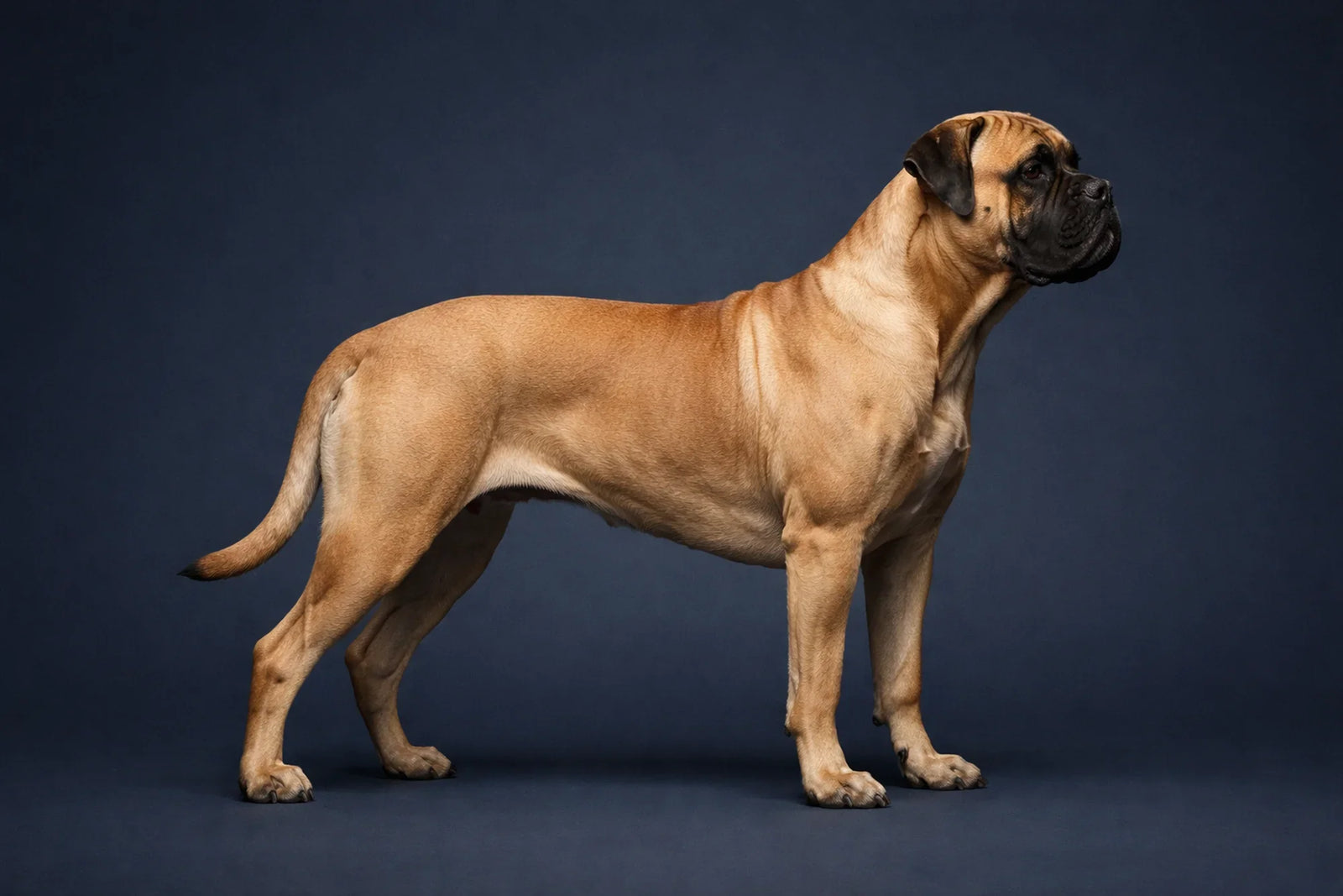 Bullmastiff
