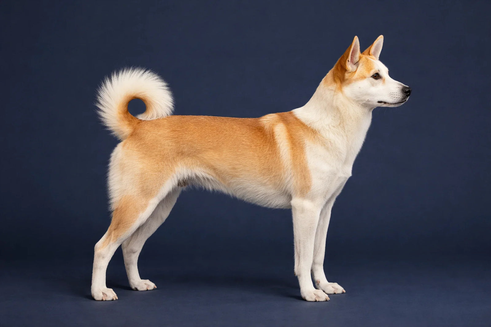 Canaan Dog