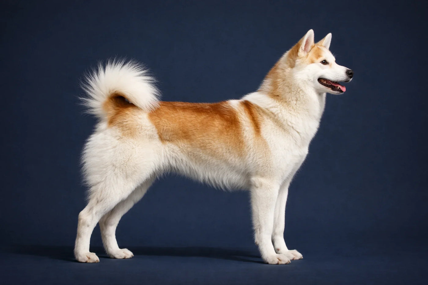 Canadian Eskimo Dog side profile shot against a navy background