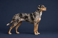 Catahoula Leopard Dog