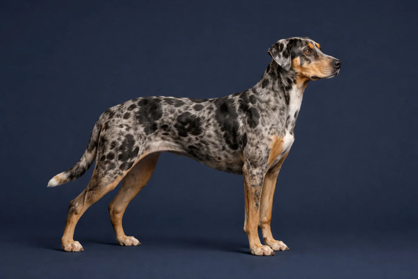 Catahoula Leopard Dog side profile shot against a navy background