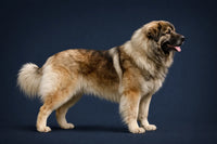 Caucasian Shepherd Dog