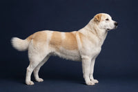 Central Asian Shepherd Dog