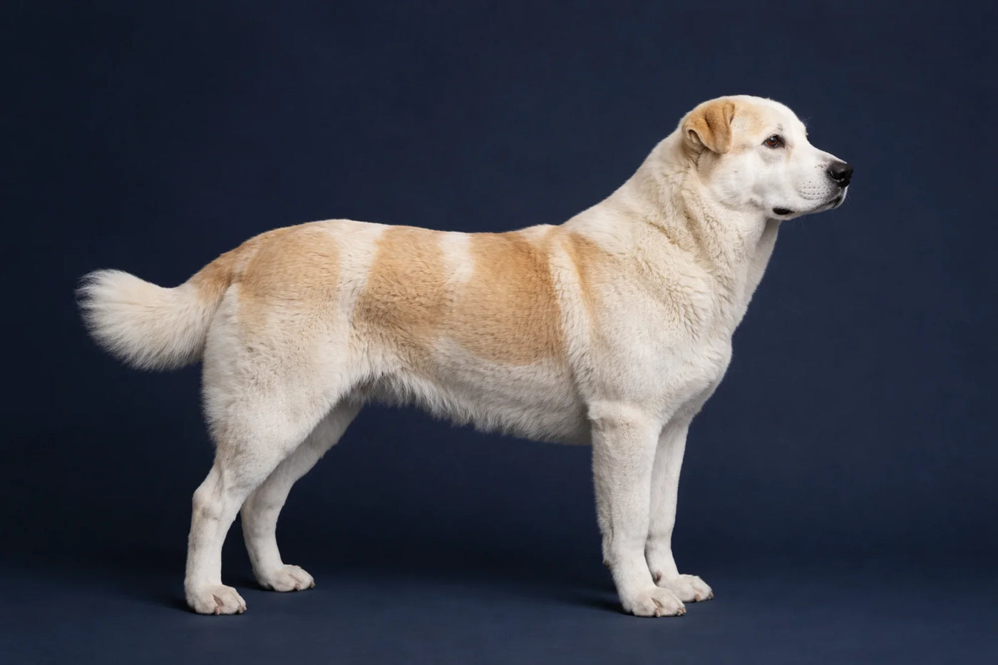 Central Asian Shepherd Dog side profile shot against a navy background