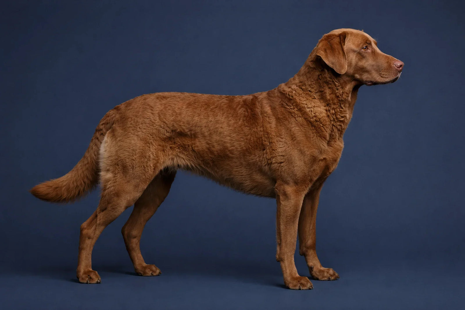 Chesapeake Bay Retriever