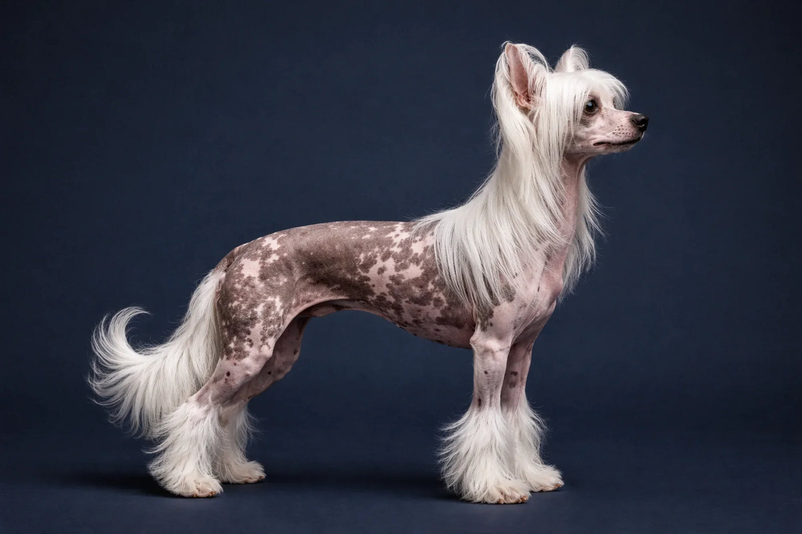 Chinese Crested