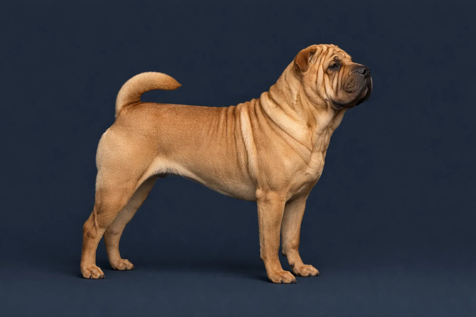 Chinese Shar-Pei