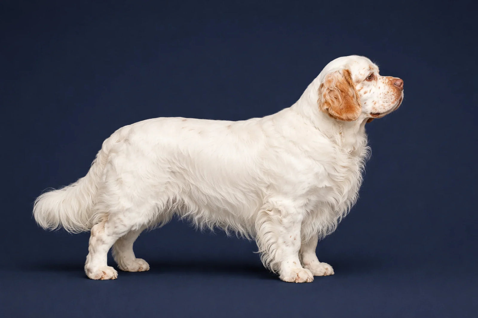 Clumber Spaniel