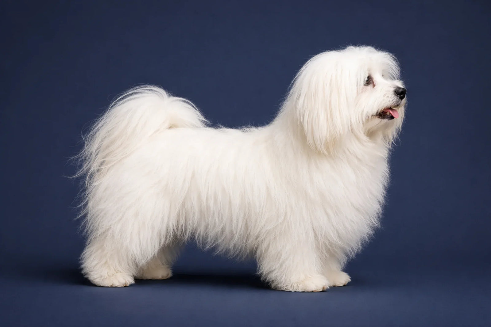 Coton de Tulear