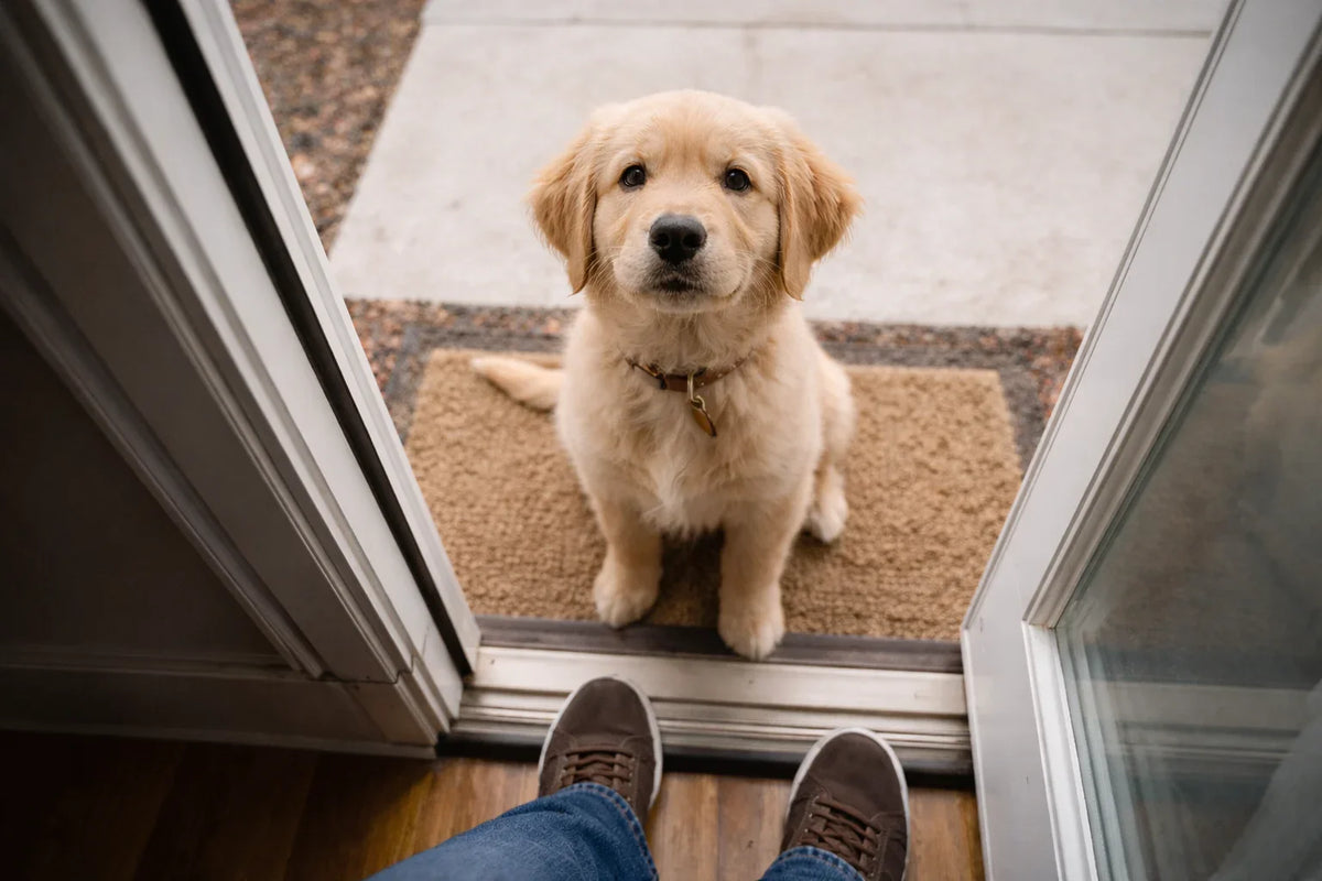 A small golden retriever puppy sits on a doormat outside an open front door, looking up expectantly at a person standing inside.