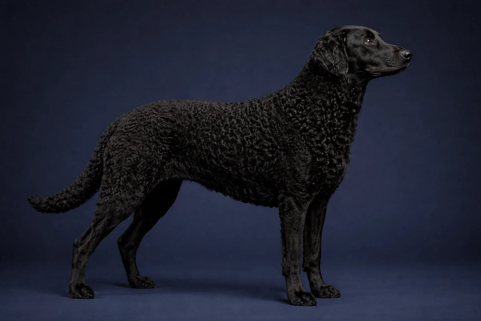 Curly-Coated Retriever