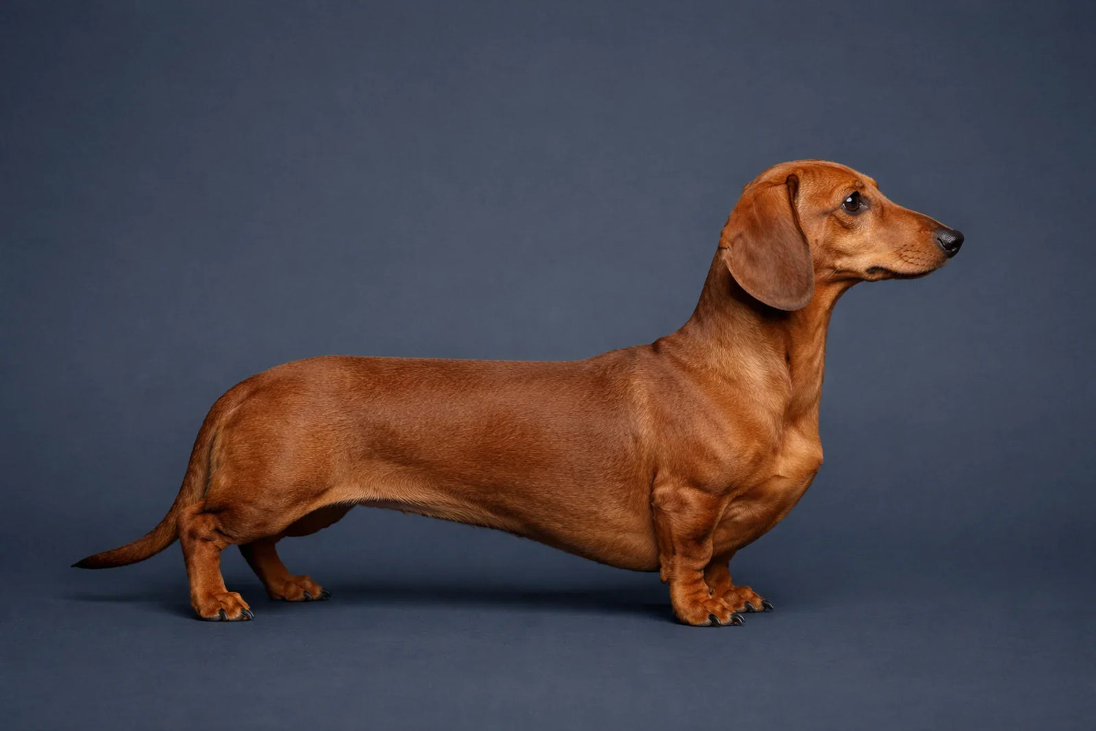 Dachshund