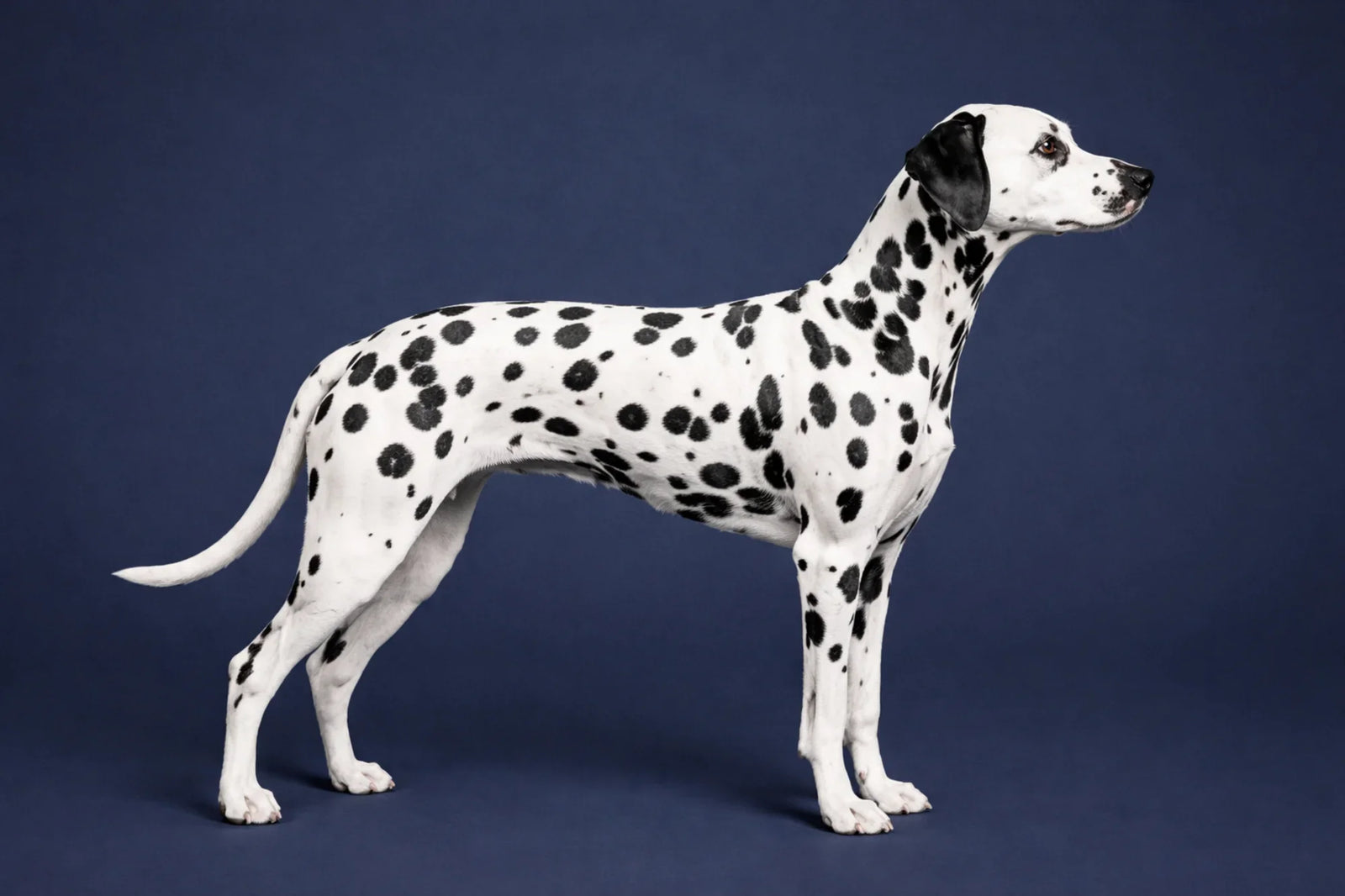 Dalmatian