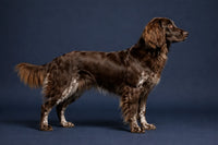 Deutscher Wachtelhund