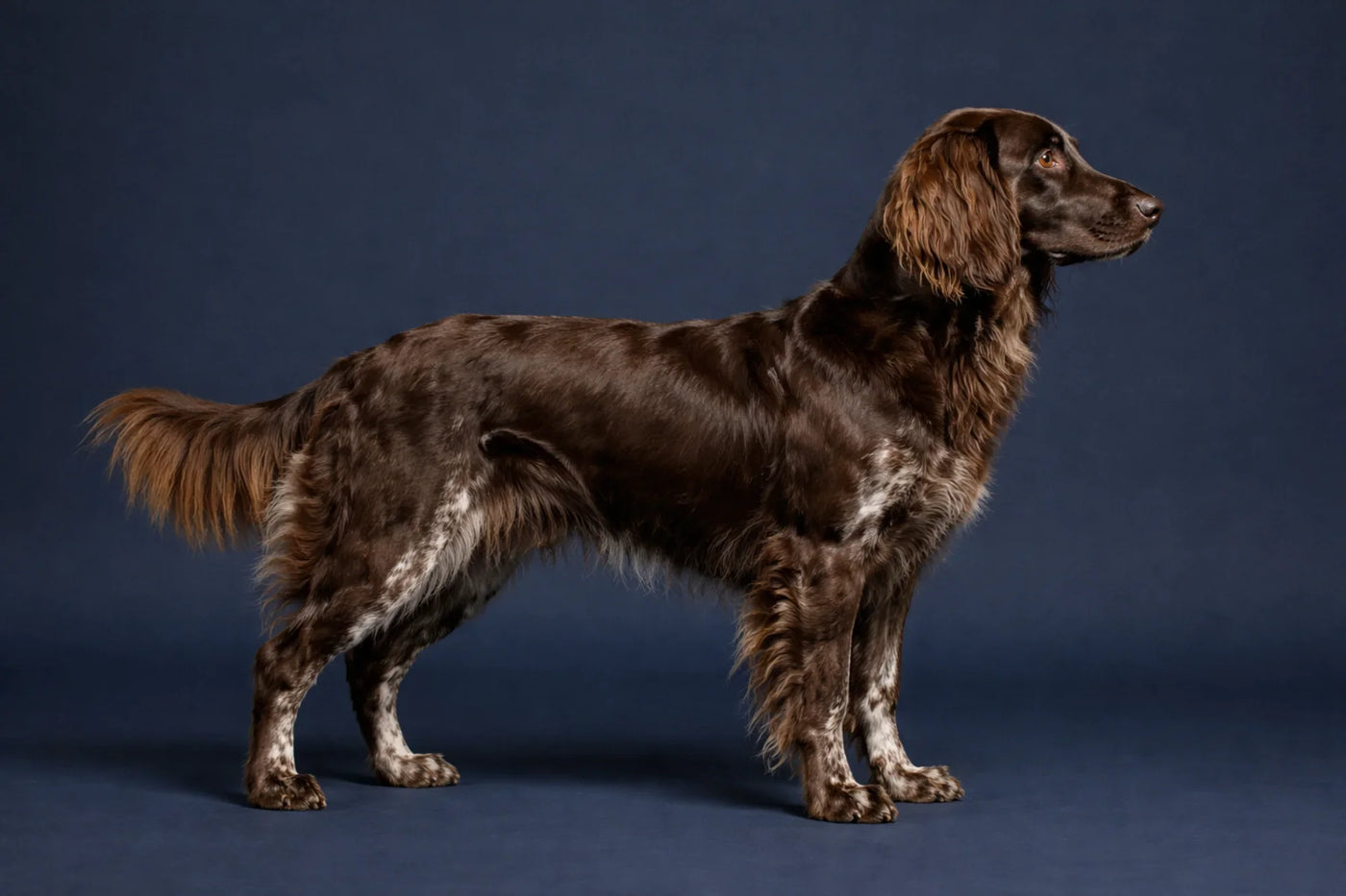 Deutscher Wachtelhund side profile shot against a navy background
