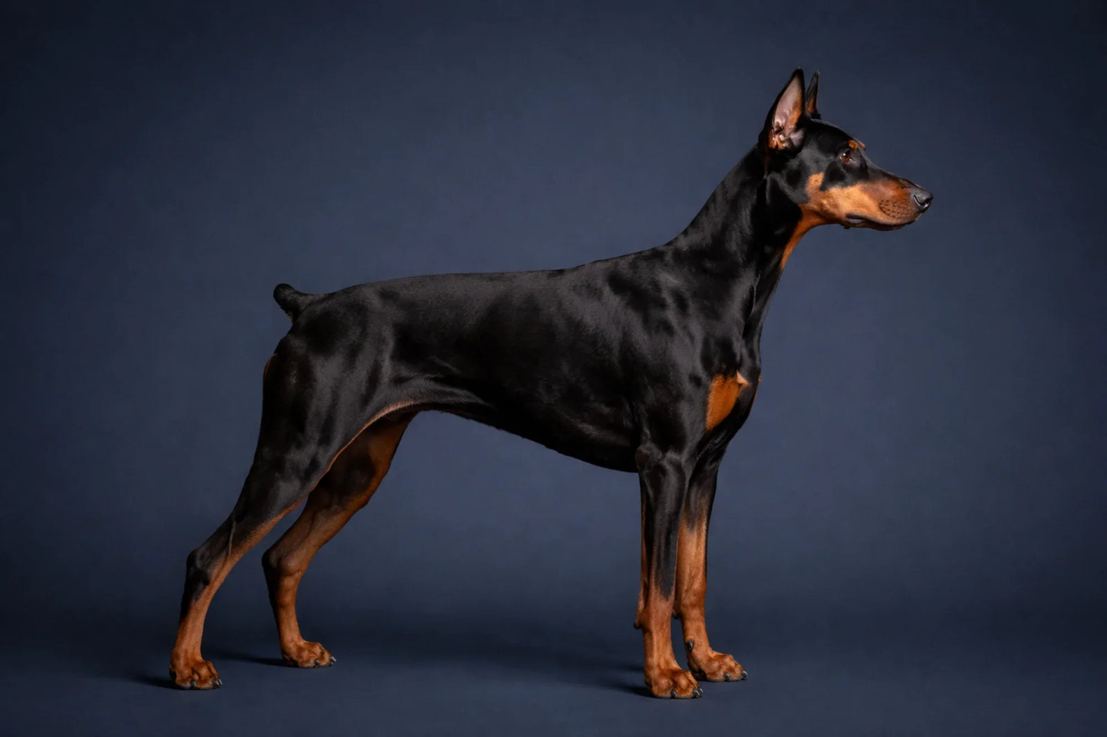 Doberman Pinscher