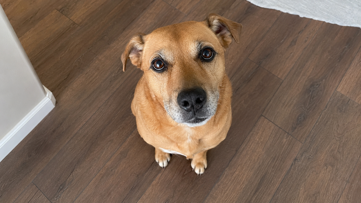 Is Your Dog Staring At You? Find Out Why