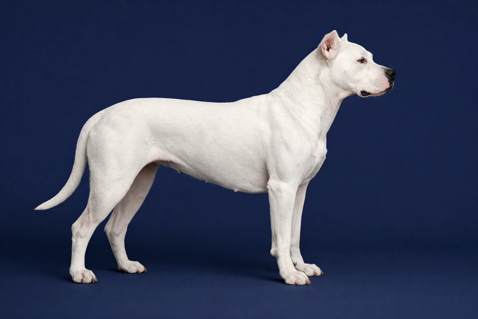 Dogo Argentino