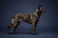 Dutch Shepherd