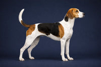 English Foxhound