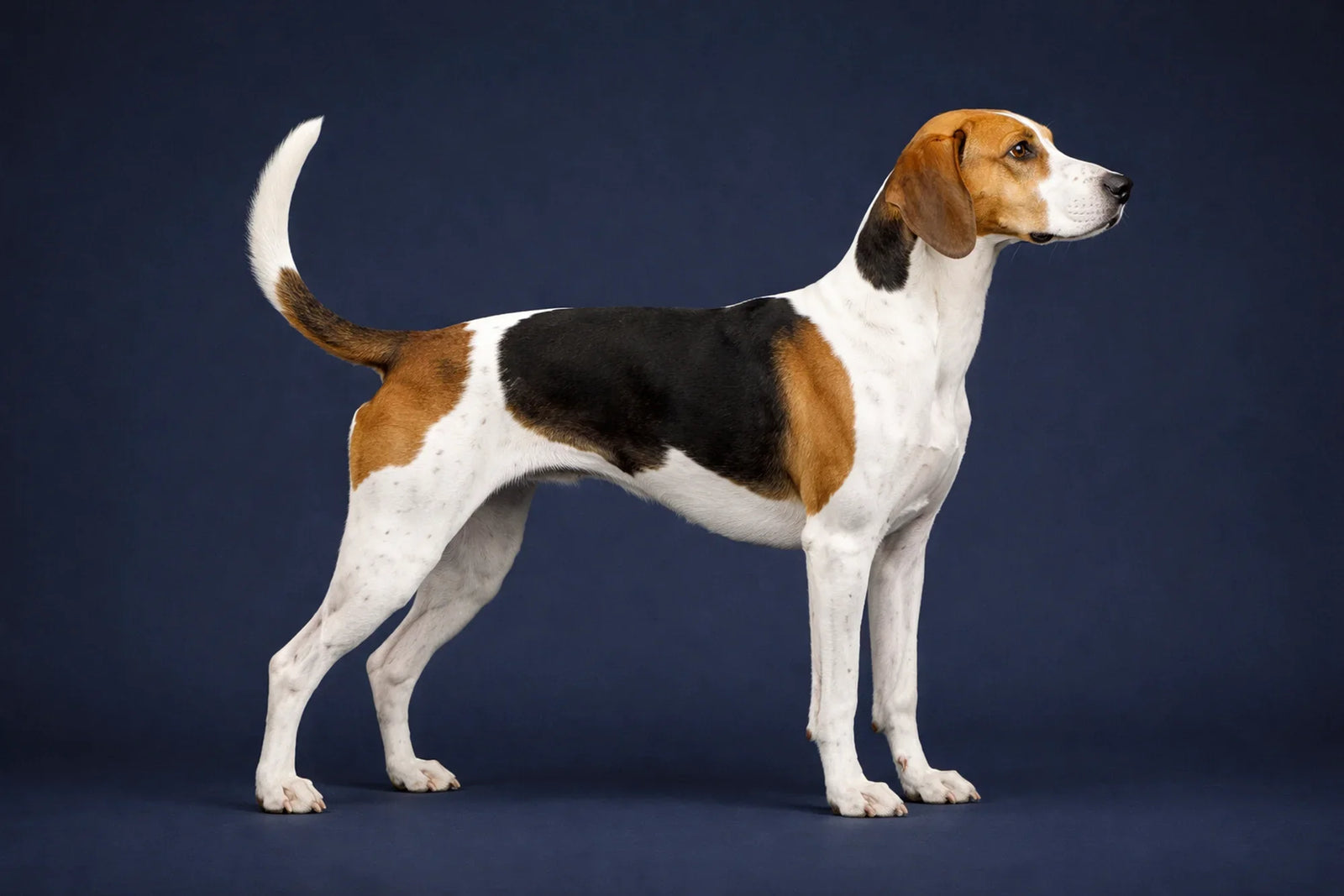 English Foxhound