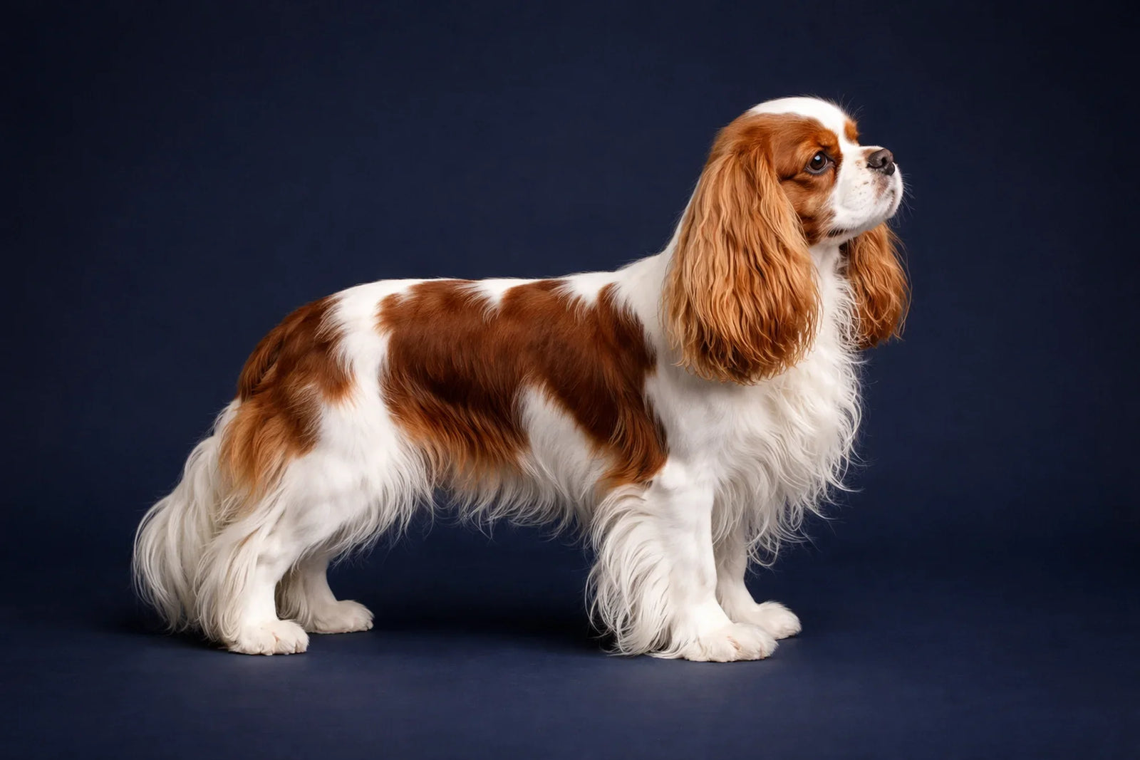 English Toy Spaniel