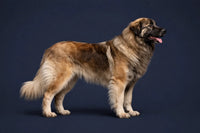 Estrela Mountain Dog