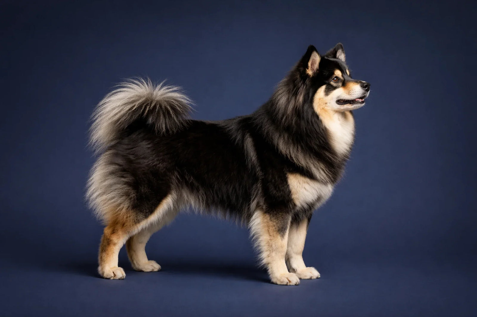 Finnish Lapphund