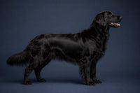 Flat-Coated Retriever