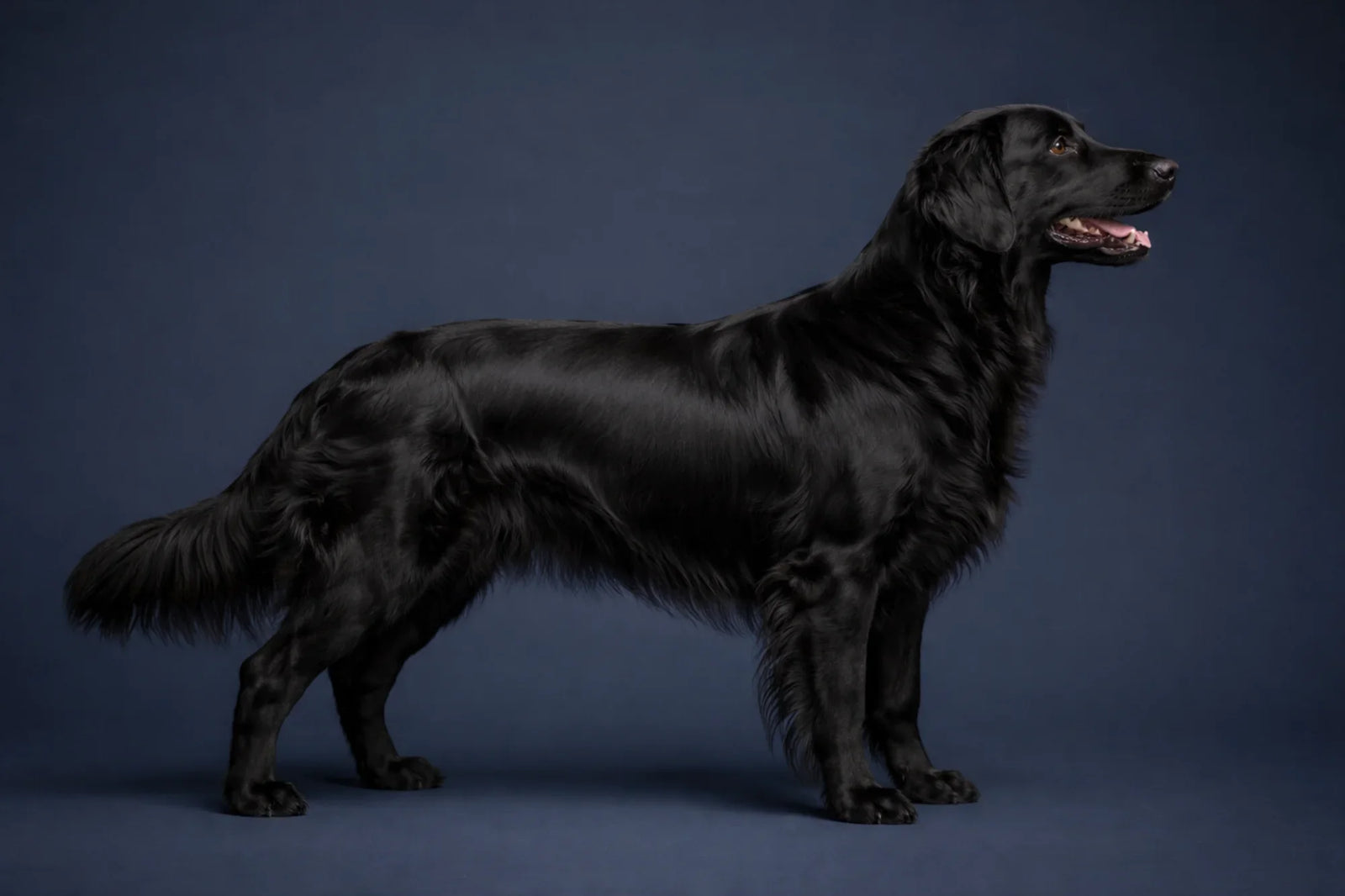 Flat-Coated Retriever