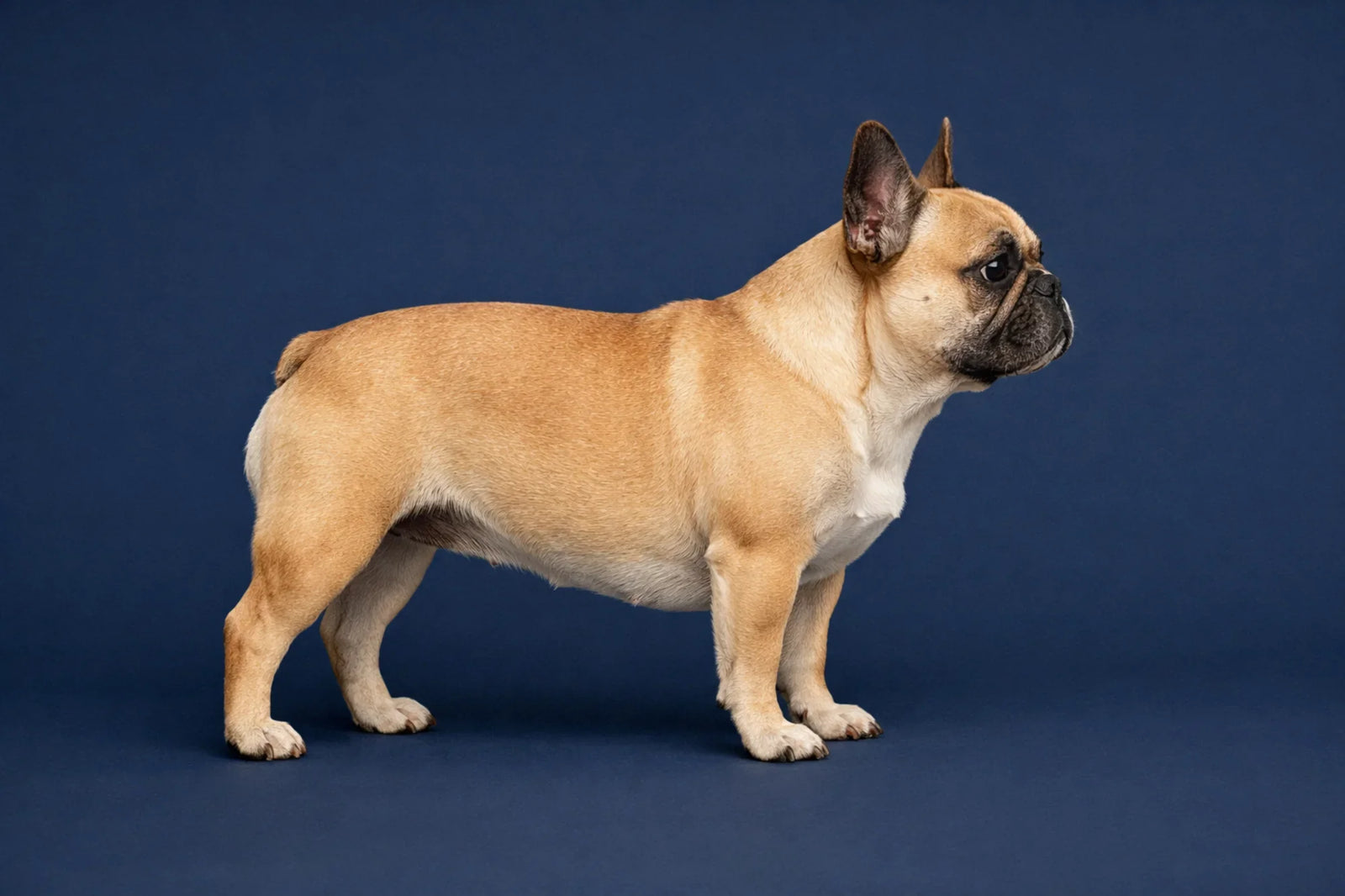 French Bulldog
