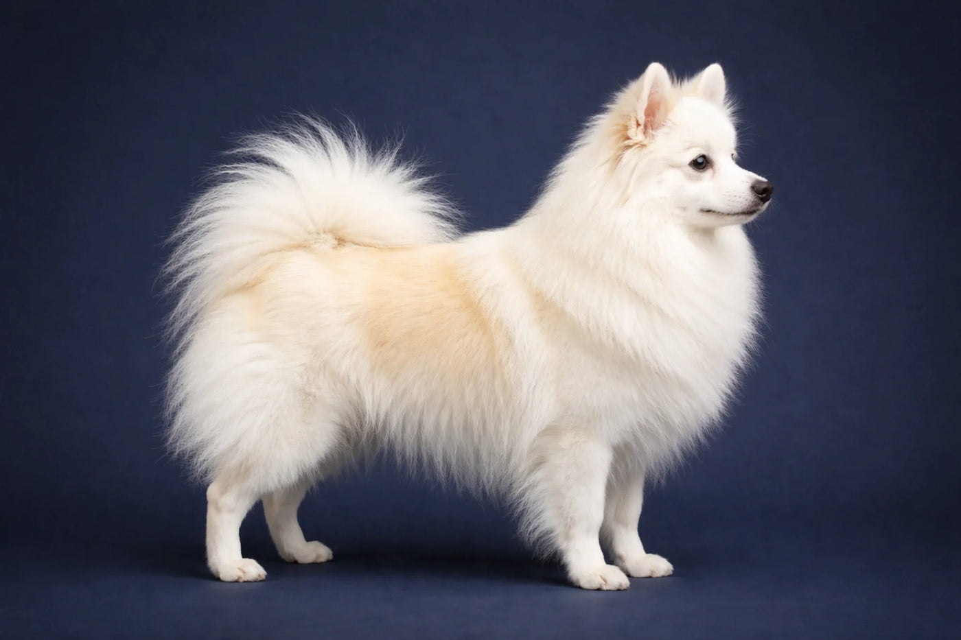 German Spitz side profile shot against a navy background