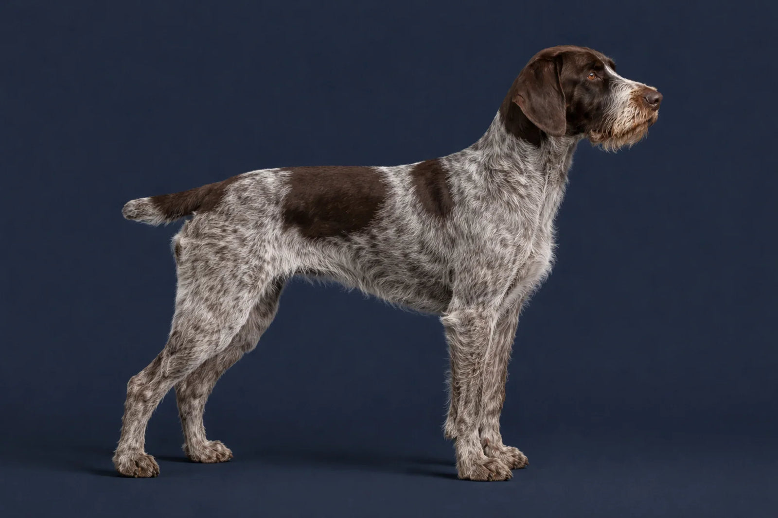 German Wirehaired Pointer