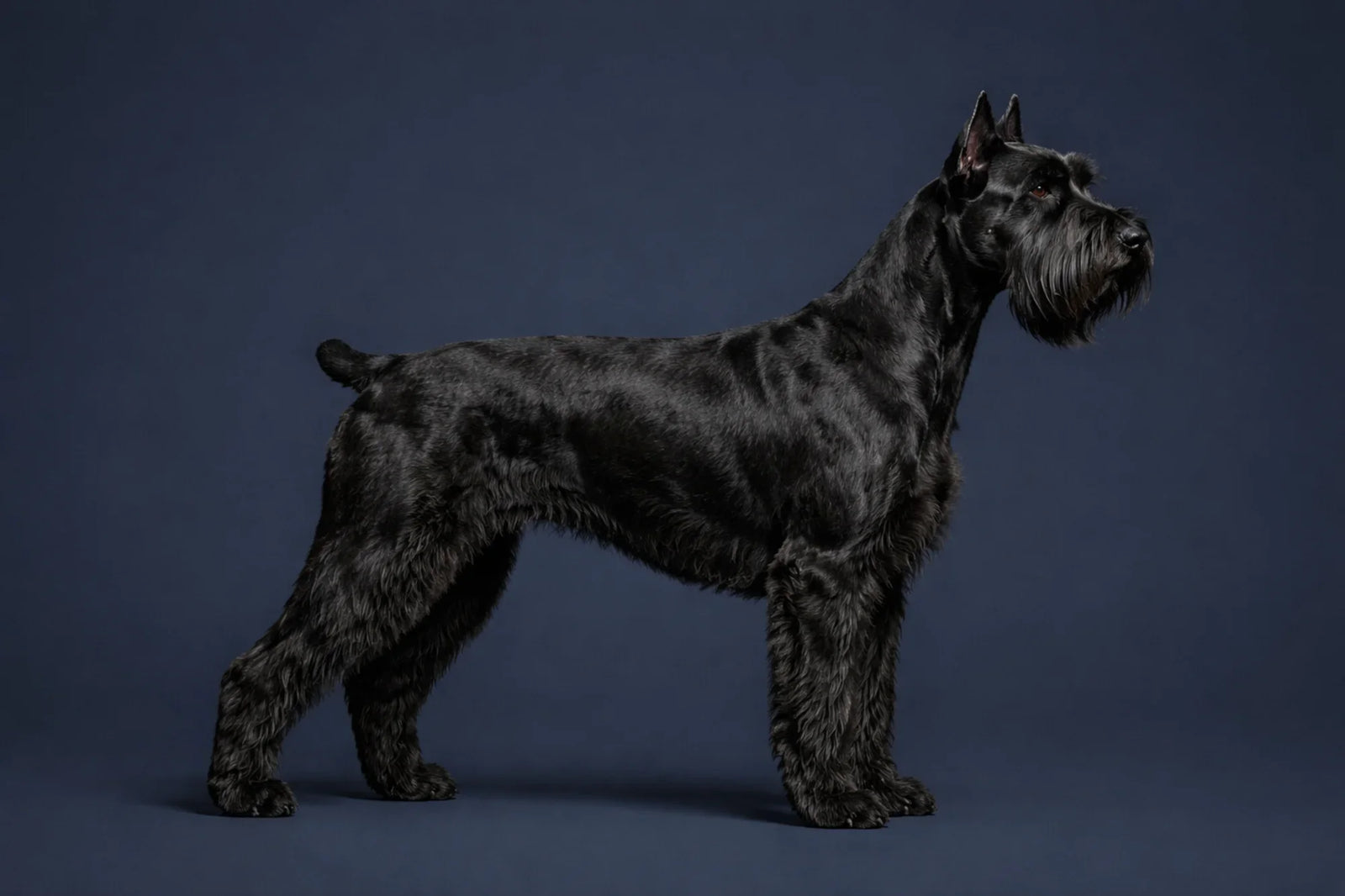 Giant Schnauzer