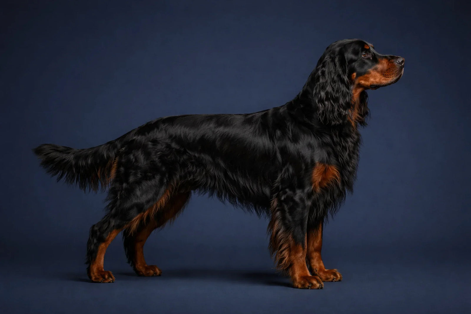 Gordon Setter