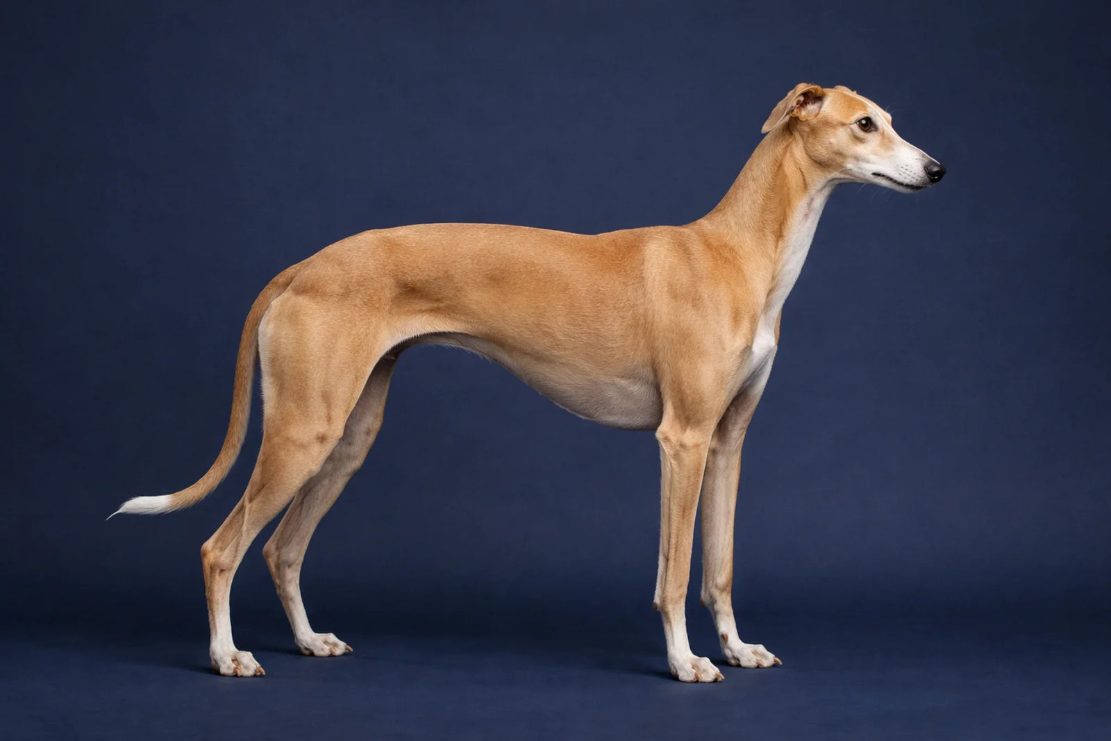 Greyhound