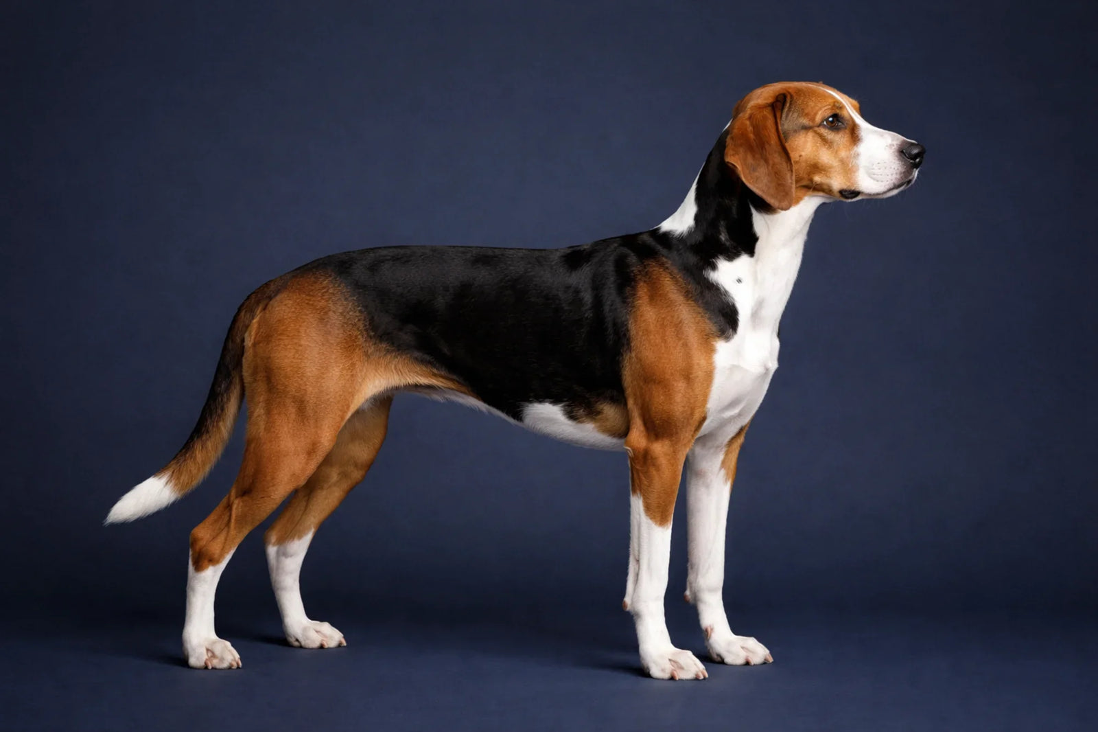 Hamiltonstovare side profile shot against a navy background