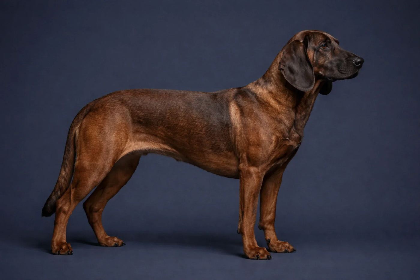 Hanoverian Scenthound side profile shot against a navy background