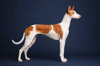 Ibizan Hound
