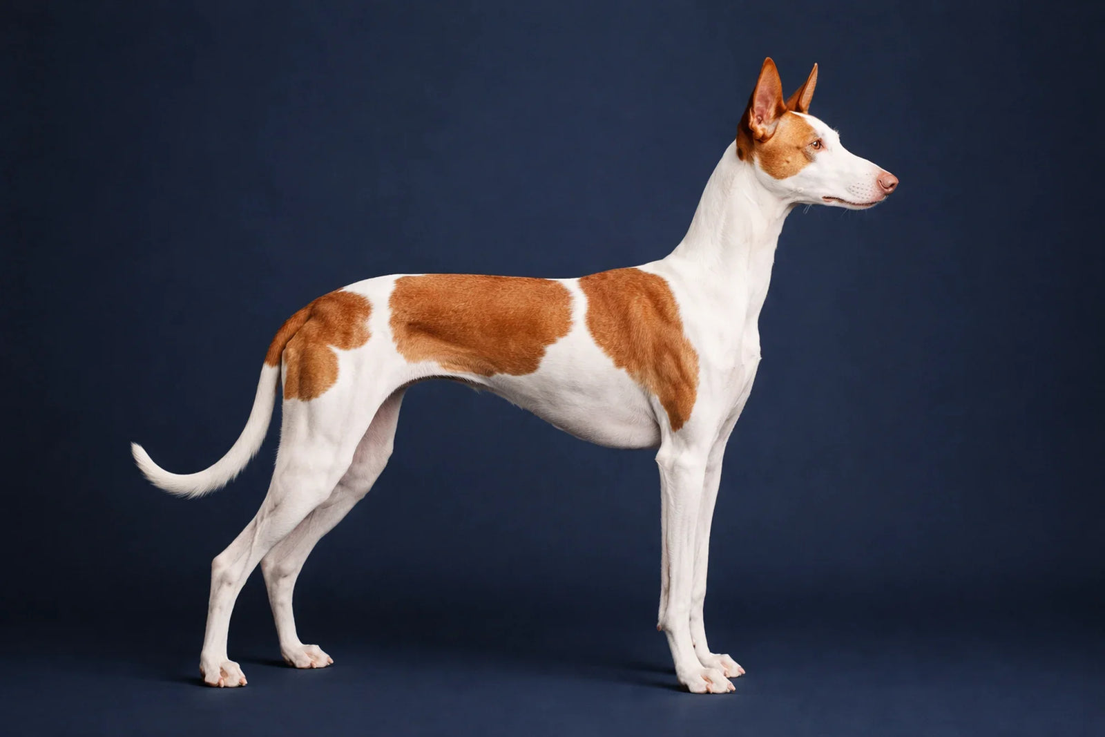 Ibizan Hound
