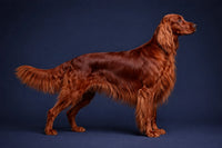 Irish Setter