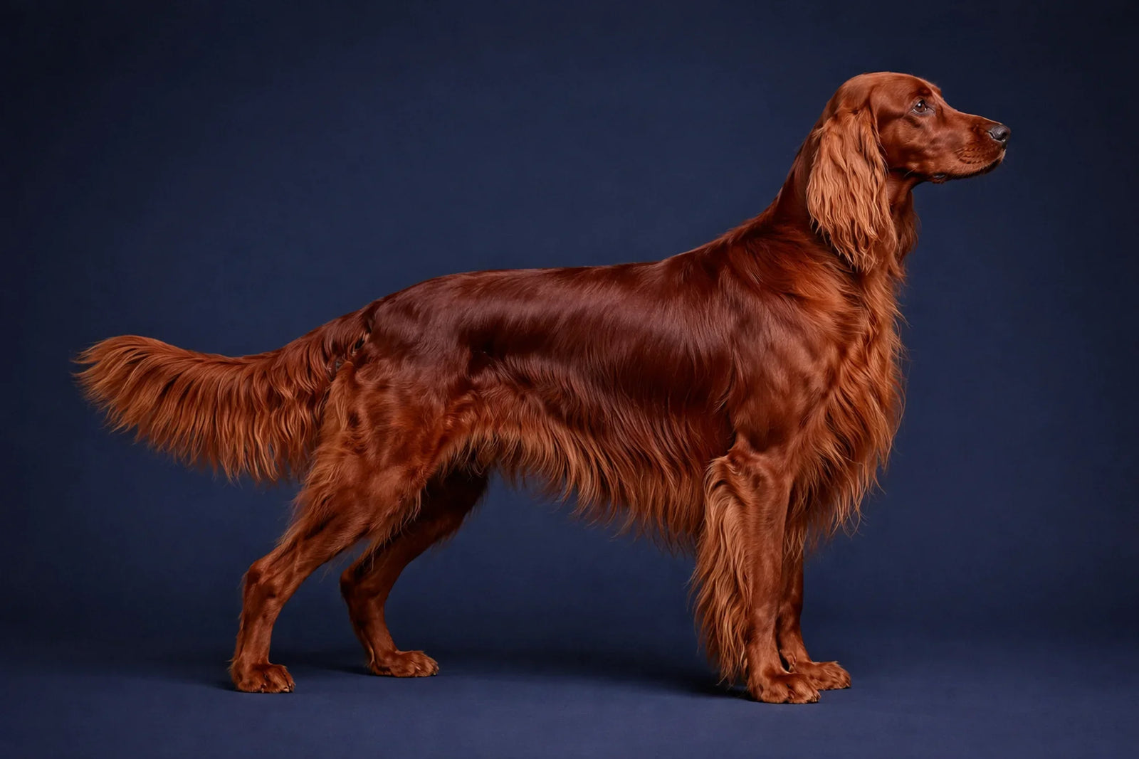 Irish Setter